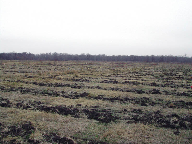 Long strips of mounded dirt run across a field.